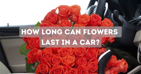 How Long Can Flowers Last in a Car: A Journey Through Time and Temperature