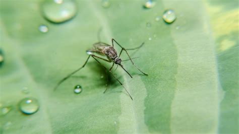 How to Prevent Breeding of Mosquitoes in Stagnant Water and Why Pineapples Might Be the Unexpected Hero