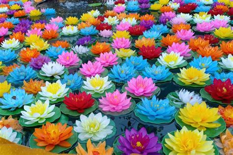 What Colors Do Lotus Flowers Come In: A Kaleidoscope of Nature's Palette